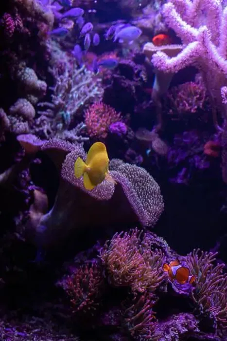 Framed Print : Yellow fish in the aquarium.Underwater world of the ocean. High quality photo Framed Print : Yellow fish in the aquarium.Underwater world of the ocean. High quality photo