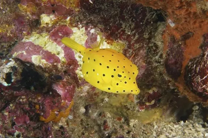 Framed Print : A yellow fish with black dots, yellow boxfish (Ostracion cubicus) juvenile Framed Print : A yellow fish with black dots, yellow boxfish (Ostracion cubicus) juvenile