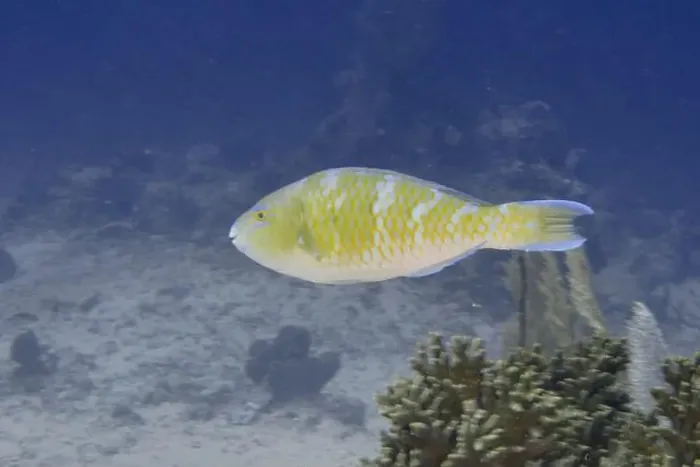 Framed Print : A yellow fish, blue-striped parrotfish (Scarus ghobban)