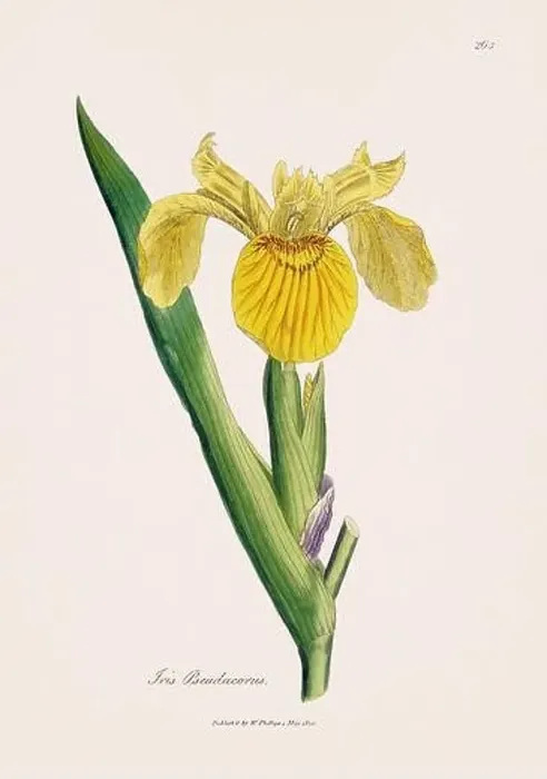 Framed Print : Yellow flag iris. Botanical Illustration: Antique Medical Botanical Artwork from a 19th-century Botany Book Plate Framed Print : Yellow flag iris. Botanical Illustration: Antique Medical Botanical Artwork from a 19th-century Botany Book Plate