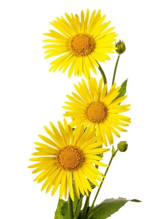Framed Print : Three yellow flowers isolated on a white background Framed Print : Three yellow flowers isolated on a white background