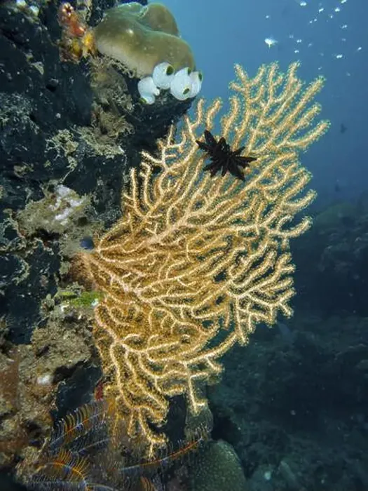 Framed Print : Yellow gorgonian (Echinogorgia) and Black Feather Star in blue underwater landscape Framed Print : Yellow gorgonian (Echinogorgia) and Black Feather Star in blue underwater landscape