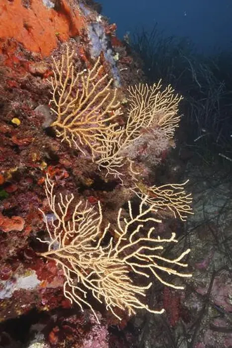 Framed Print : Yellow gorgonian (Eunicella cavolinii) growing on a rock face in the Mediterranean near Hyeres Framed Print : Yellow gorgonian (Eunicella cavolinii) growing on a rock face in the Mediterranean near Hyeres