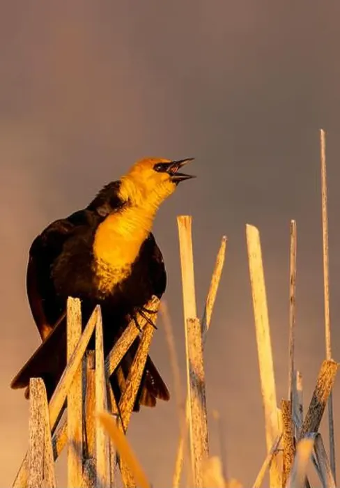 Framed Print : Yellow headed blackbird singing in cattails at Ninepipe National Wildlife Refuge near Ronan Framed Print : Yellow headed blackbird singing in cattails at Ninepipe National Wildlife Refuge near Ronan
