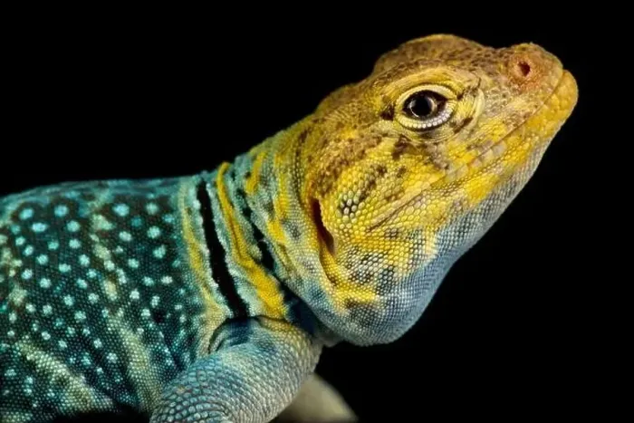 Framed Print : Yellow-headed collared lizard (Crotaphytus collaris auriceps)