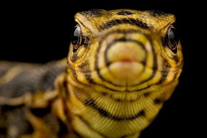 Framed Print : Yellow-headed water monitor (Varanus cumingi) Framed Print : Yellow-headed water monitor (Varanus cumingi)