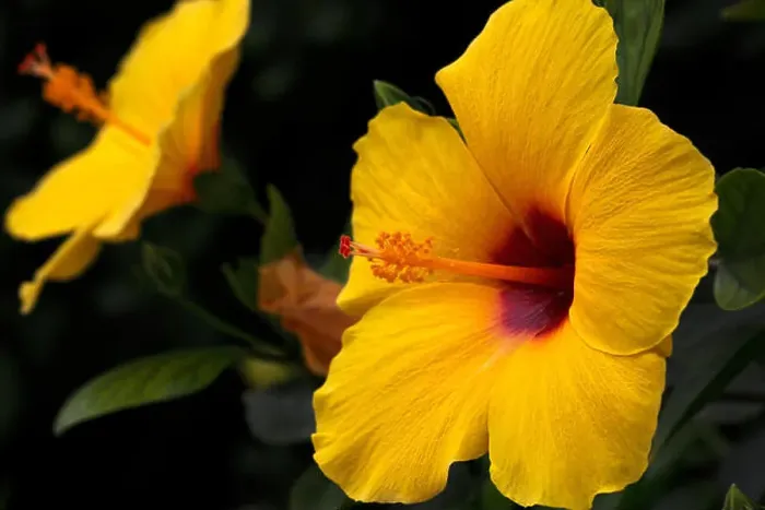 Framed Print : Yellow Hibiscus, state flower of Hawaii Framed Print : Yellow Hibiscus, state flower of Hawaii