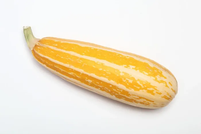 Framed Print : A yellow Italian Marrow Framed Print : A yellow Italian Marrow
