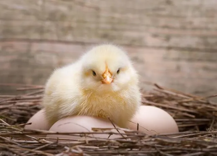 Framed Print : Yellow newborn chick on egg Framed Print : Yellow newborn chick on egg