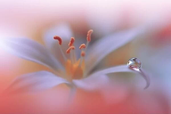Yellow and Orange Background.Fantasy Art.Creative Wallpaper.Beautiful Nature Background.Amazing Spring Flower.Water Drop.Copy Space.Abstract Macro