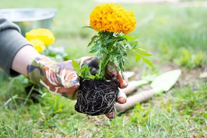 Framed Print : Yellow and orange marigold seedlings with roots are prepared for planting in the open ground in spring. Unpretentious garden flowers in the hands of a Framed Print : Yellow and orange marigold seedlings with roots are prepared for planting in the open ground in spring. Unpretentious garden flowers in the hands of a