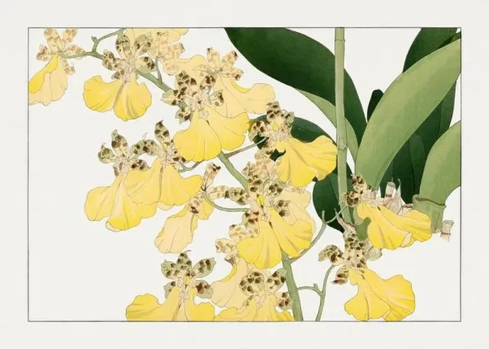 Framed Print : Yellow orchid flower. Asian art. Japanese flower woodblock art by Tanigami Kônan Framed Print : Yellow orchid flower. Asian art. Japanese flower woodblock art by Tanigami Kônan