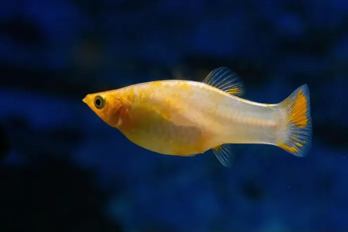 Framed Print : Yellow pecilia swims in an aquarium on dark blue background Framed Print : Yellow pecilia swims in an aquarium on dark blue background