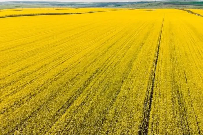 Framed Print : Yellow rapeseed field with evening light. Aerial view with field textures Framed Print : Yellow rapeseed field with evening light. Aerial view with field textures