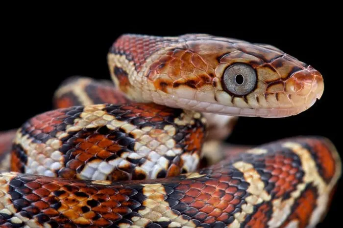 Framed Print : Yellow-red Rat Snake (Pseudelaphe flavirufa) Framed Print : Yellow-red Rat Snake (Pseudelaphe flavirufa)