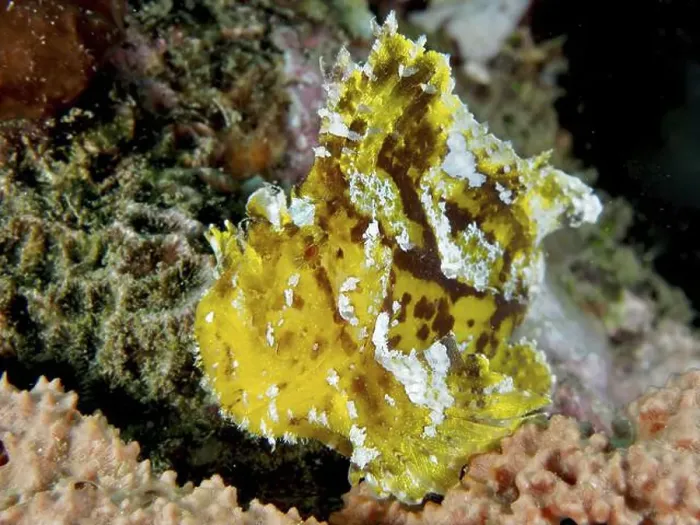 Framed Print : A yellow rocking fish (Taenianotus triacanthus) with camouflage pattern moves through corals Framed Print : A yellow rocking fish (Taenianotus triacanthus) with camouflage pattern moves through corals