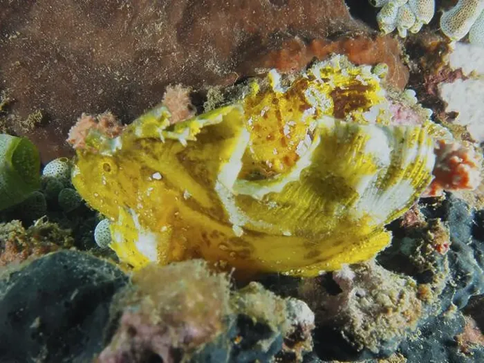 Framed Print : A yellow rocking fish (Taenianotus triacanthus) skilfully camouflages itself between sea sponges Framed Print : A yellow rocking fish (Taenianotus triacanthus) skilfully camouflages itself between sea sponges