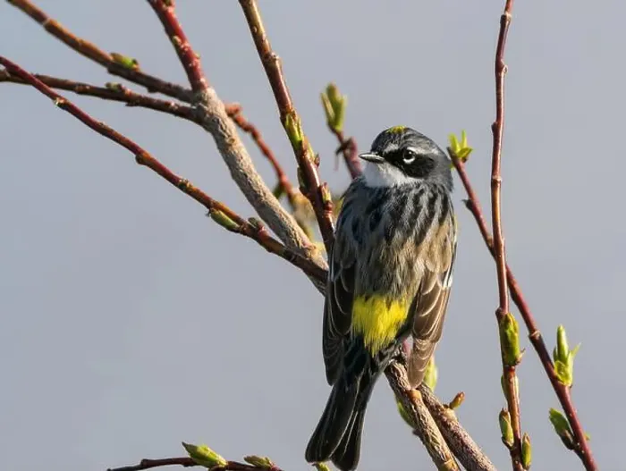 Framed Print : Yellow-rumped Warbler in Alaska Framed Print : Yellow-rumped Warbler in Alaska