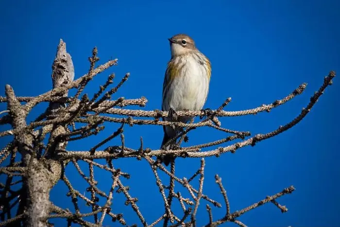 Framed Print : Yellow-rumped warbler against blue sky in Nova Scotia Framed Print : Yellow-rumped warbler against blue sky in Nova Scotia