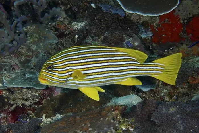 Framed Print : A yellow striped fish, golden banded sweetlips (Plectorhinchus polytaenia) Framed Print : A yellow striped fish, golden banded sweetlips (Plectorhinchus polytaenia)