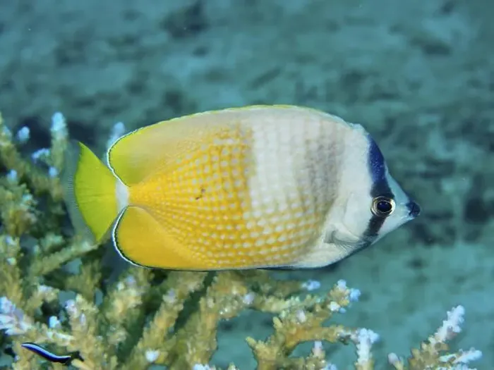 Framed Print : A yellow Sunburst Butterflyfish (Chaetodon kleinii) swimming over live coral in clear water Framed Print : A yellow Sunburst Butterflyfish (Chaetodon kleinii) swimming over live coral in clear water