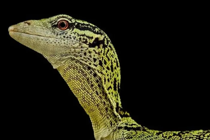 Framed Print : Yellow tree monitor (Varanus reisingeri) Framed Print : Yellow tree monitor (Varanus reisingeri)