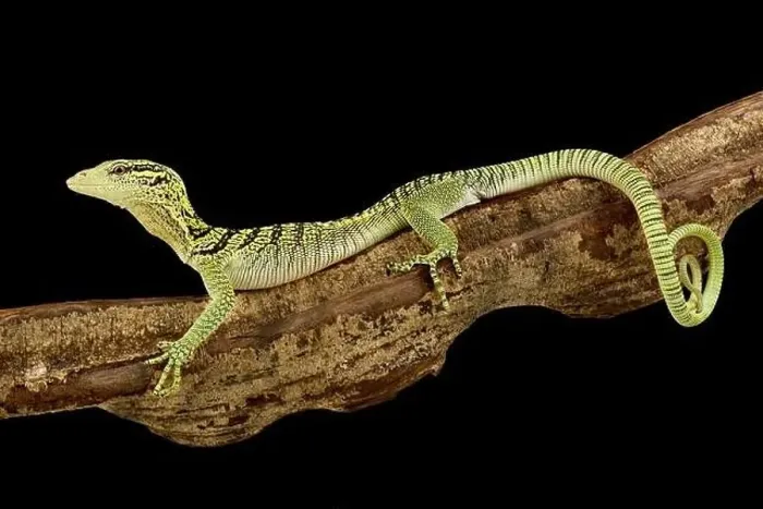 Framed Print : Yellow tree monitor (Varanus reisingeri) Framed Print : Yellow tree monitor (Varanus reisingeri)