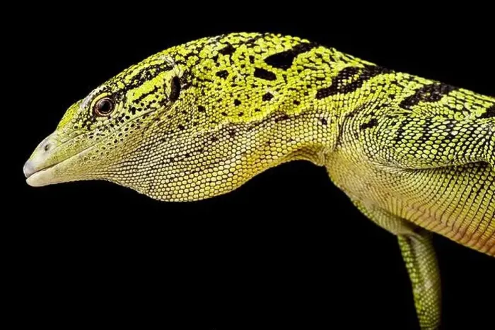 Framed Print : Yellow tree monitor (Varanus reisingeri) Framed Print : Yellow tree monitor (Varanus reisingeri)
