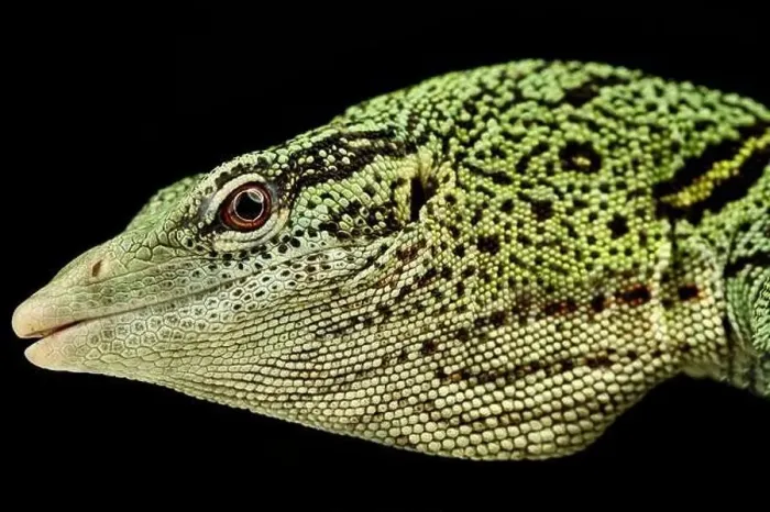 Framed Print : Yellow Tree monitor (Varanus reisingeri) male Framed Print : Yellow Tree monitor (Varanus reisingeri) male