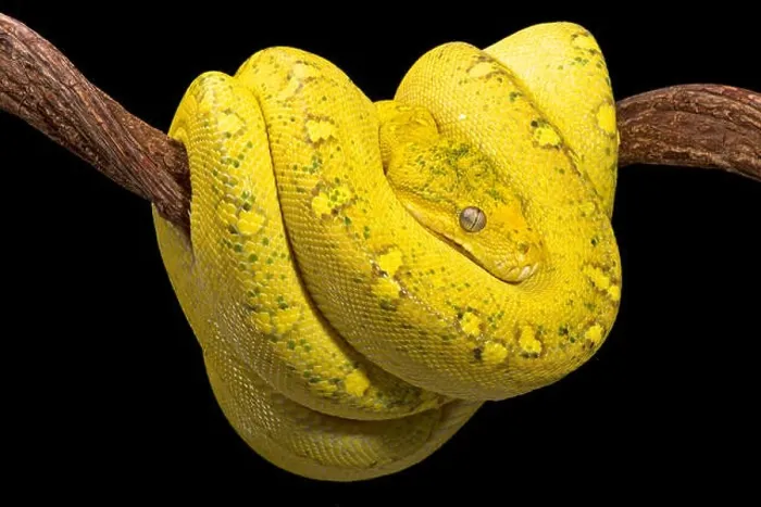 Framed Print : Yellow tree python (Morelia viridis) Framed Print : Yellow tree python (Morelia viridis)