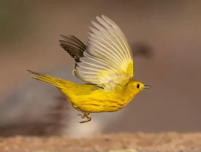 Framed Print : Yellow warbler, Arizona, USA Framed Print : Yellow warbler, Arizona, USA