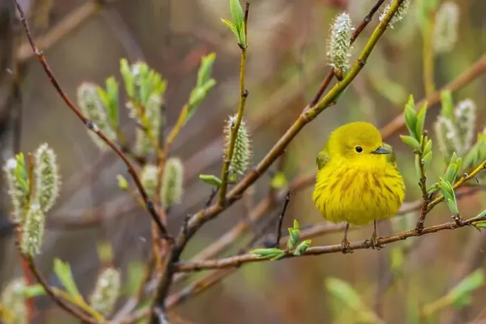 Framed Print : Yellow warbler pausing in the shelter of a willow bush, Alaska Framed Print : Yellow warbler pausing in the shelter of a willow bush, Alaska