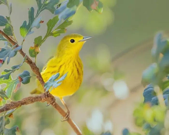Framed Print : Yellow Warbler (Setophaga petechia), Sacramento County California USA Framed Print : Yellow Warbler (Setophaga petechia), Sacramento County California USA