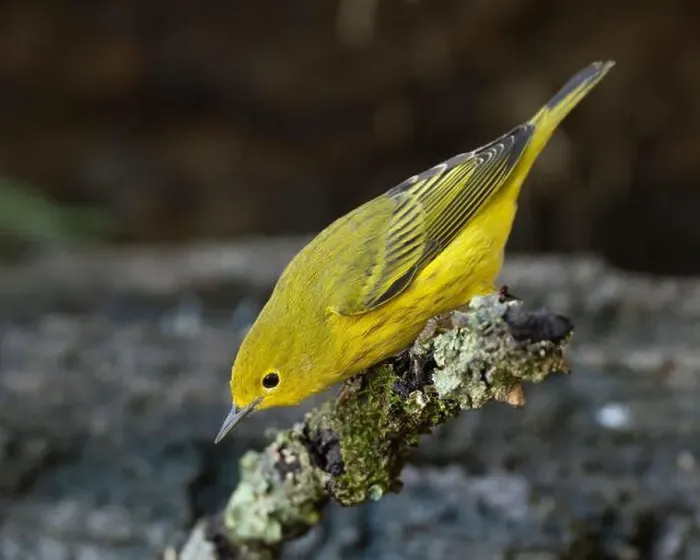 Framed Print : A Yellow Warbler (Setophaga petechia) is attracted to a suburban backyard by a bird bath during fall migration