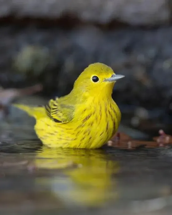 Framed Print : A Yellow Warbler (Setophaga petechia) bathes in a backyard bird bath during fall migration Framed Print : A Yellow Warbler (Setophaga petechia) bathes in a backyard bird bath during fall migration