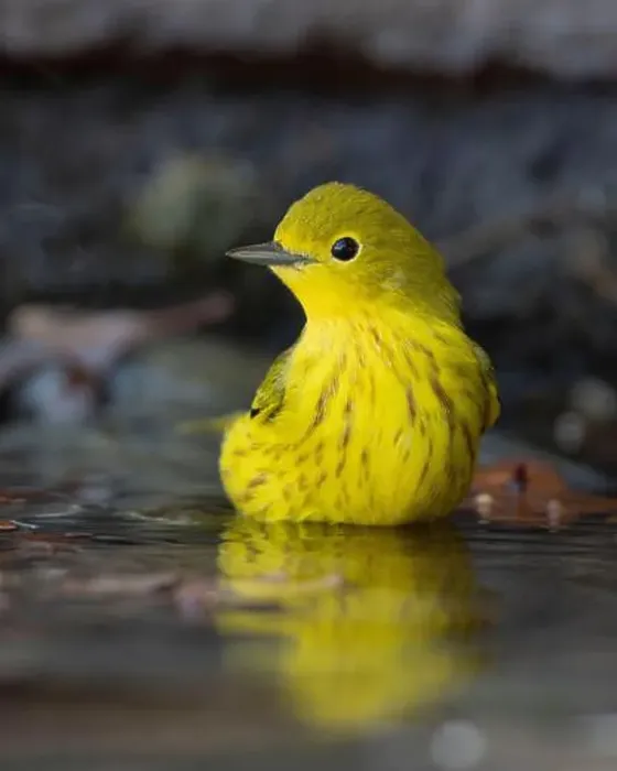 Framed Print : A Yellow Warbler (Setophaga petechia) bathes in a backyard bird bath during fall migration Framed Print : A Yellow Warbler (Setophaga petechia) bathes in a backyard bird bath during fall migration
