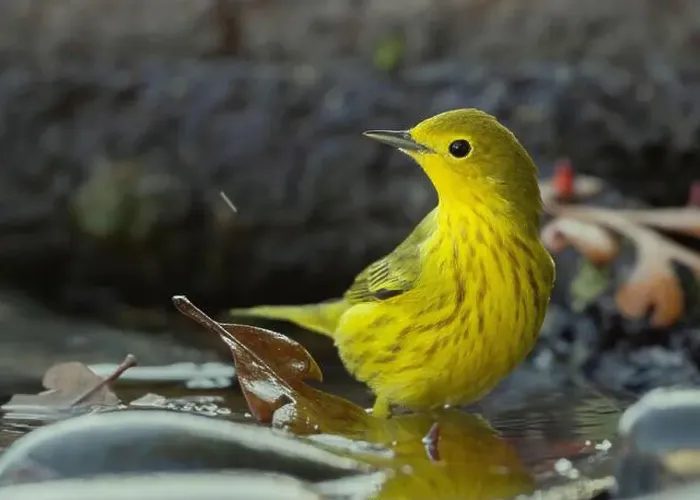 Framed Print : A Yellow Warbler (Setophaga petechia) bathes in a backyard bird bath during fall migration Framed Print : A Yellow Warbler (Setophaga petechia) bathes in a backyard bird bath during fall migration