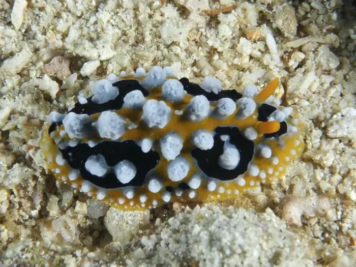 Framed Print : Yellow wart slug (Phyllidia ocellata) with distinctive white patterns on sand Framed Print : Yellow wart slug (Phyllidia ocellata) with distinctive white patterns on sand