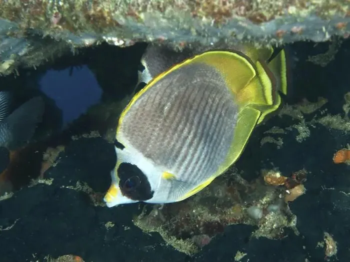 Framed Print : A yellow and white fish, panda butterflyfish (Chaetodon adiergastos) Framed Print : A yellow and white fish, panda butterflyfish (Chaetodon adiergastos)