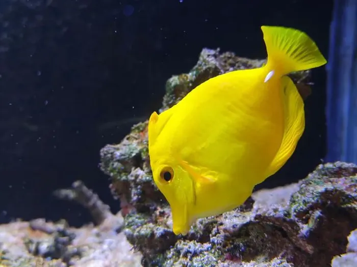 Framed Print : a yellow Zebrasoma flavescens swim and eat in the coral in the Aquarium Framed Print : a yellow Zebrasoma flavescens swim and eat in the coral in the Aquarium