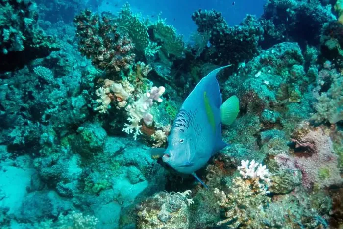 Framed Print : Yellowbar angelfish in Red Sea near Marsa Alam, Egypt