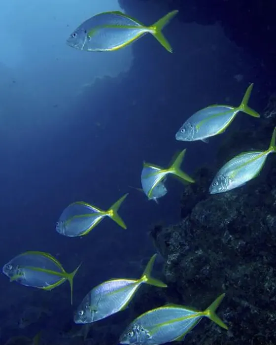 Framed Print : Several yellowfin mackerel (Pseudocaranx dentex) swimming in synchronisation along a deep sea ridge Framed Print : Several yellowfin mackerel (Pseudocaranx dentex) swimming in synchronisation along a deep sea ridge