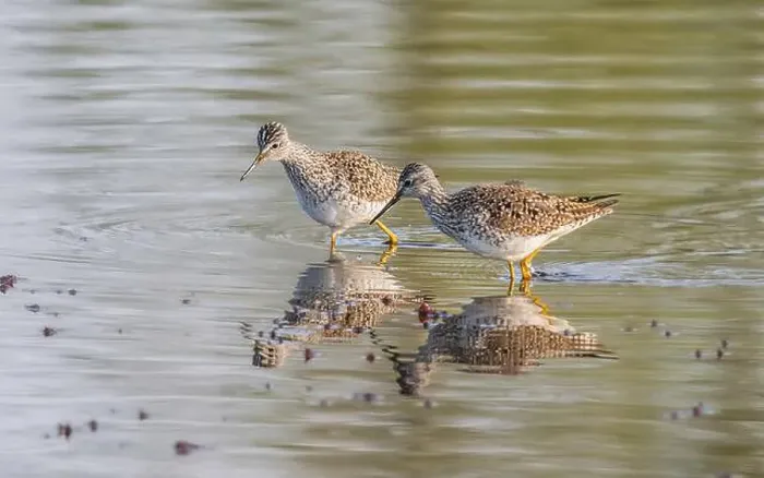 Framed Print : Yellowlegs Pair During Breeding Season in Alaska Framed Print : Yellowlegs Pair During Breeding Season in Alaska