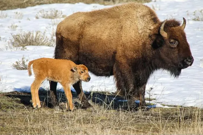Framed Print : Yellowstone National Park, Wyoming, Lamar Valley, USA. Spring, baby bison and the mother on grassy field with snow Framed Print : Yellowstone National Park, Wyoming, Lamar Valley, USA. Spring, baby bison and the mother on grassy field with snow