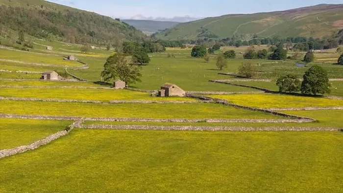 Framed Print : The Yorkshire Dales captured in all its glory with meadows of buttercup flowers and stone wall partitions Framed Print : The Yorkshire Dales captured in all its glory with meadows of buttercup flowers and stone wall partitions