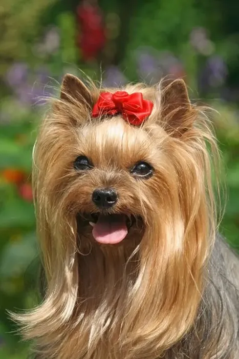 Framed Print : Yorkshire Terrier, female, 9 years old, portrait Framed Print : Yorkshire Terrier, female, 9 years old, portrait