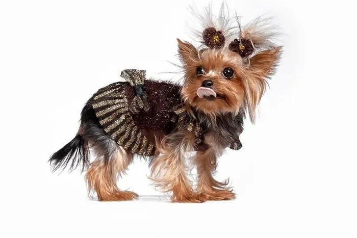 Framed Print : Yorkshire terrier mini - a head shot, against a white studio background Framed Print : Yorkshire terrier mini - a head shot, against a white studio background