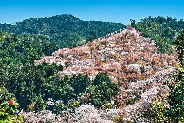 Yoshino, Japan cherry blossoms on the hillside
