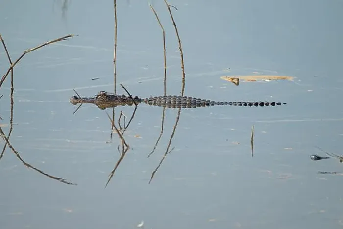 Framed Print : Young Alligator Patrolling a Wildlife Refuge in the Ernest F Framed Print : Young Alligator Patrolling a Wildlife Refuge in the Ernest F