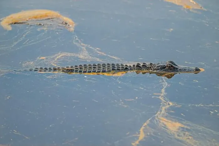 Framed Print : Young Alligator Swimming Through Pollen Coated Waters in the Ernest F Framed Print : Young Alligator Swimming Through Pollen Coated Waters in the Ernest F